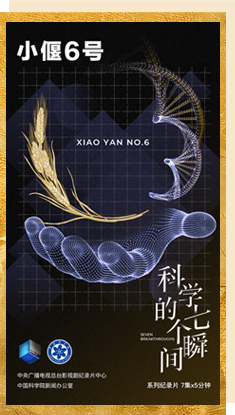 小偃6號(hào)