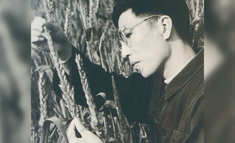一粒種子的“持久戰(zhàn)”